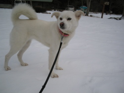 犬は雪好き！？