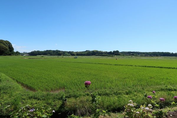 あじさいの杜